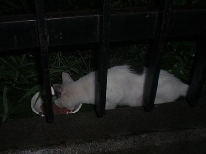 20080921fujimi16.JPG