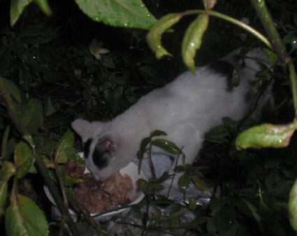 20080921fujimi17.JPG