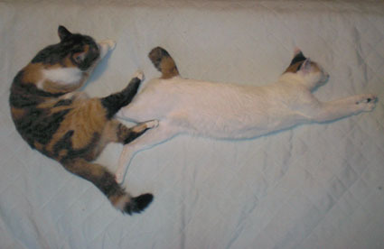 20080921mi-ko01.JPG