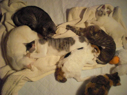 20080929home01.JPG