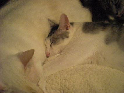 20080929home02.JPG