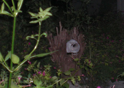 20081005kawasaki02.JPG