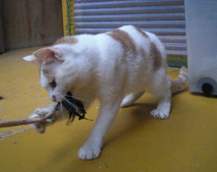 20081012fujimi06.JPG
