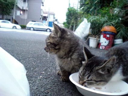 20081012fujimi11.JPG