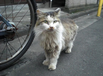 20081012fujimi12.JPG