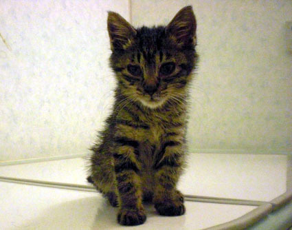 20081014home03.JPG