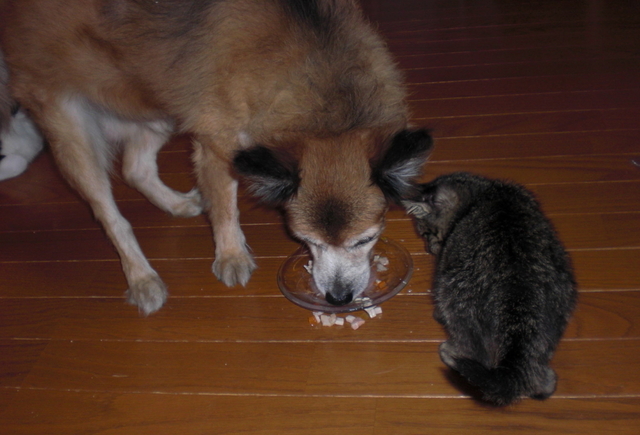 20081017rum01.JPG