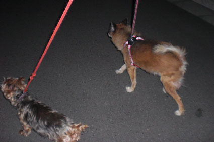 20081019dog01.JPG