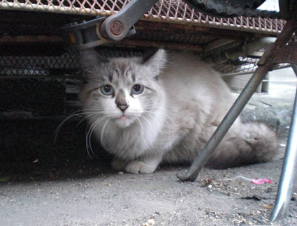 20081019fujimi05.JPG