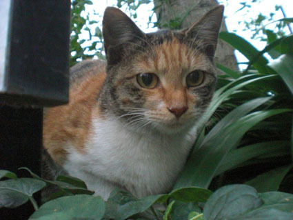 20081019fujimi07.JPG