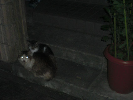 20081026fujimi05.JPG