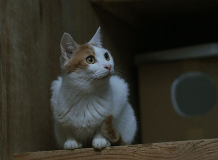 20081026fujimi13.JPG