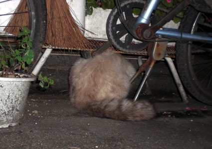 20081026fujimi21.JPG