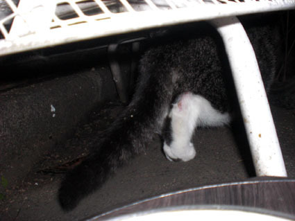 20081026fujimi22.JPG