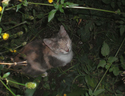 20081026fujimi25.JPG