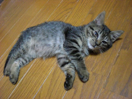 20081026ramu02.JPG