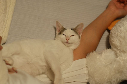 20081101natsu01.JPG
