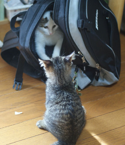 20081101natsu03.JPG