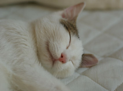 20081101natsu04.JPG