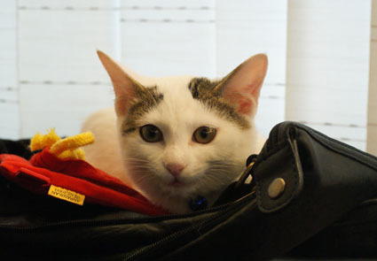 20081107natsu02.JPG