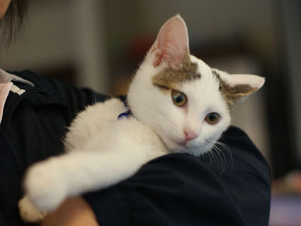 20081107natsu03.JPG