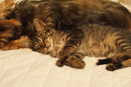 20081107ramu01.JPG