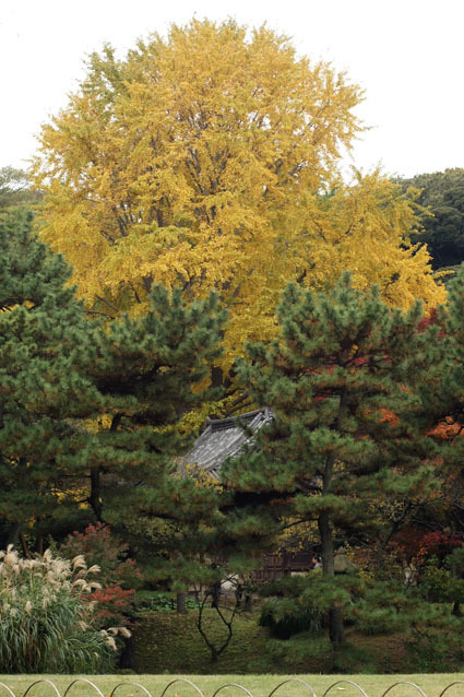20081124sankei09.JPG