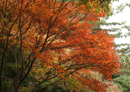 20081124sankei20.JPG