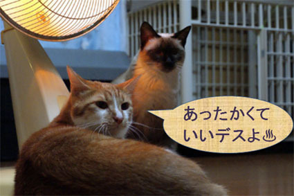 20081125home01.JPG