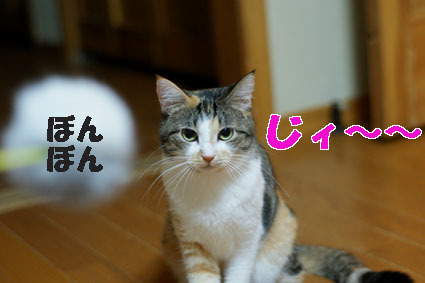 20081125home03.JPG