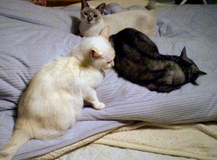 20081129home01.JPG
