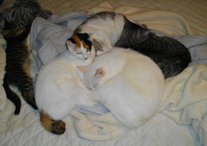 20081129home02.JPG