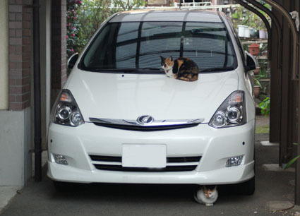 20081207fujimi50.JPG