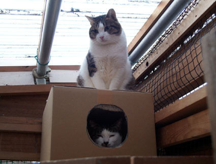 20081207fujimi52.JPG