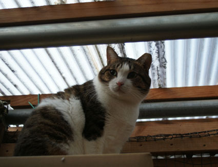 20081207fujimi56.JPG