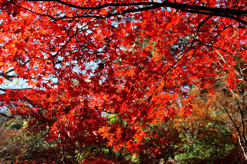 20081207sankei03.JPG