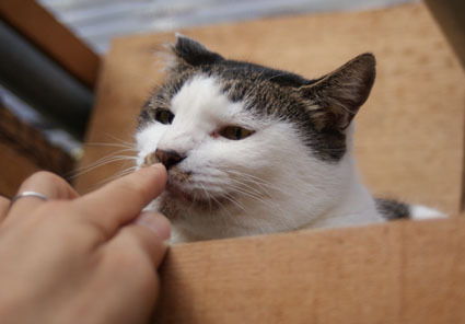 20081221fujimi06.JPG