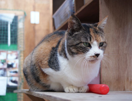 20081221fujimi09.JPG