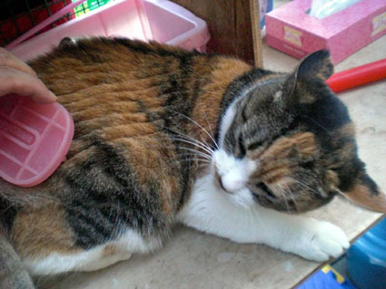 20081221fujimi12.JPG