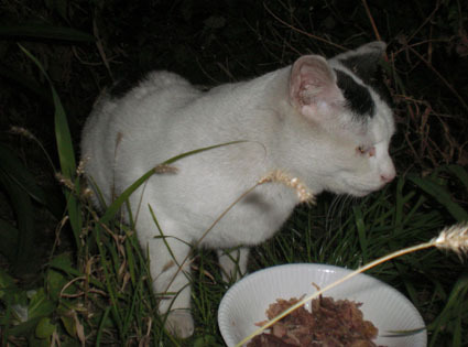 20081221fujimi25.JPG