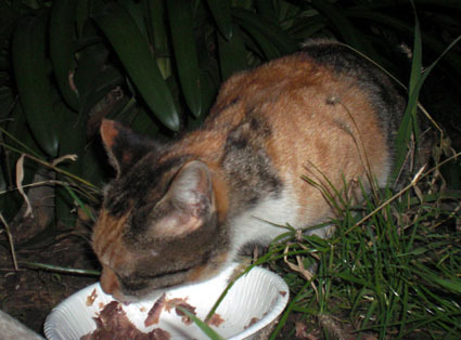 20081228fujimi18.JPG