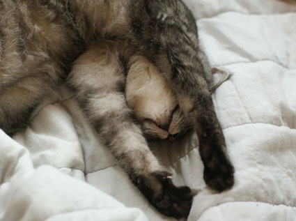 20090210mei01.JPG