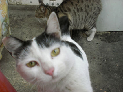 20090220kawa03.JPG