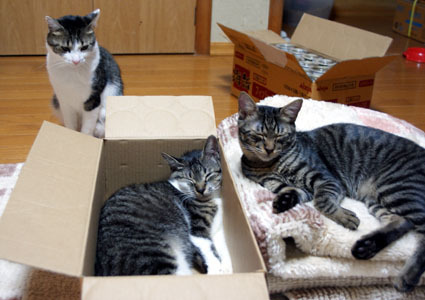 20090310home01.JPG