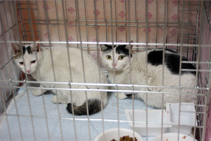 20090316kawa01.JPG