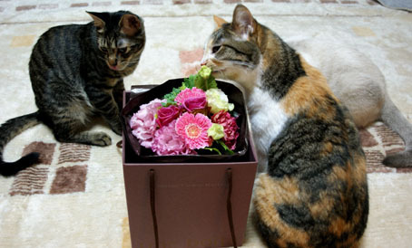 20090323flower02.JPG