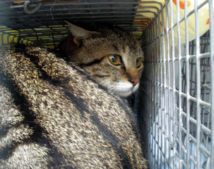 20090419home03.JPG