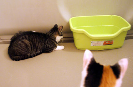 20090506home03.JPG