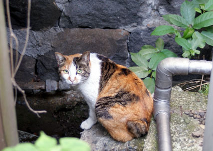 20090524hakone10.JPG