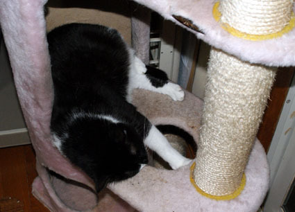 20090625suzu01.JPG